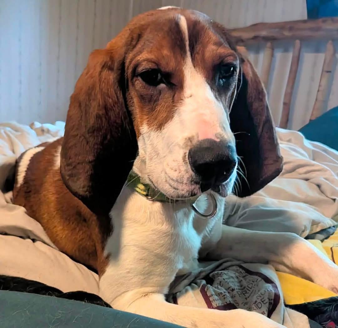 Spence, ADOPTABLE, Young Male Hound.