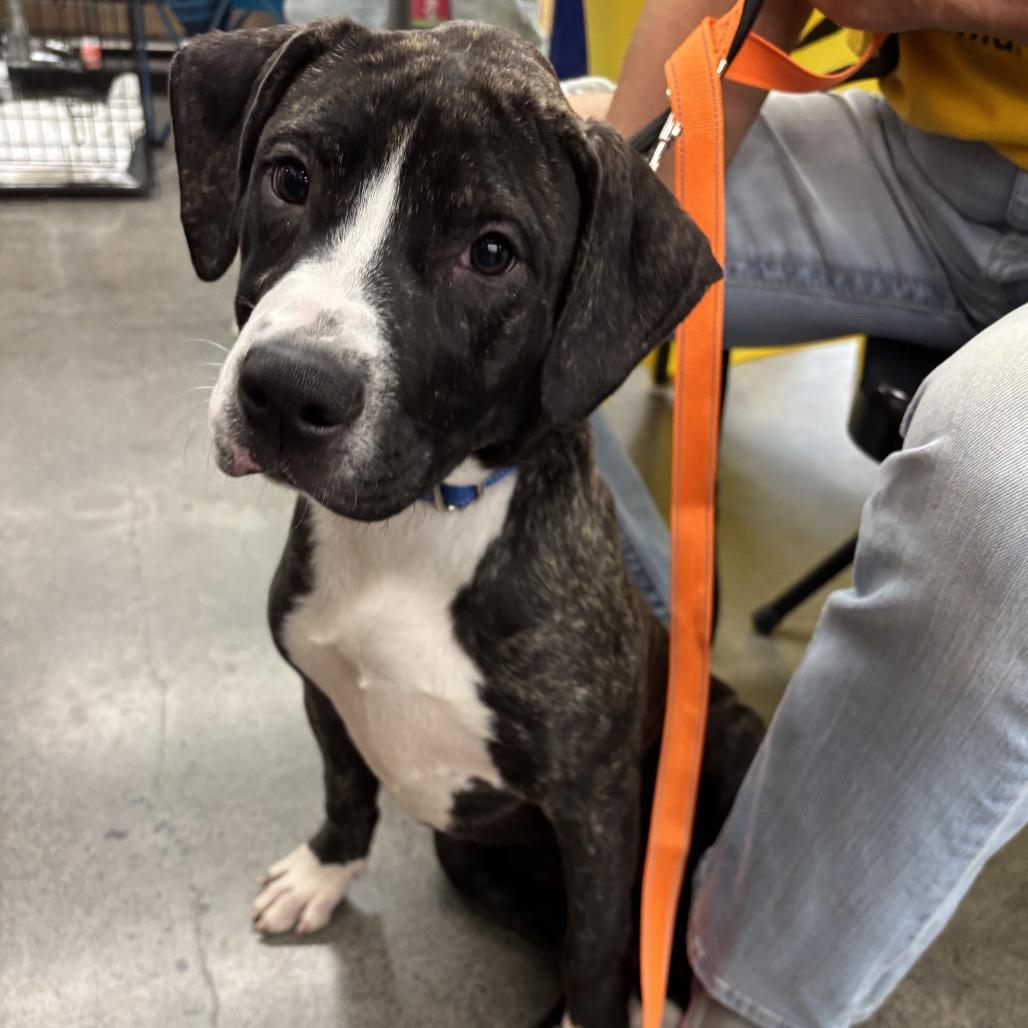Sally, Adoptable, Puppy Female Mixed Breed.