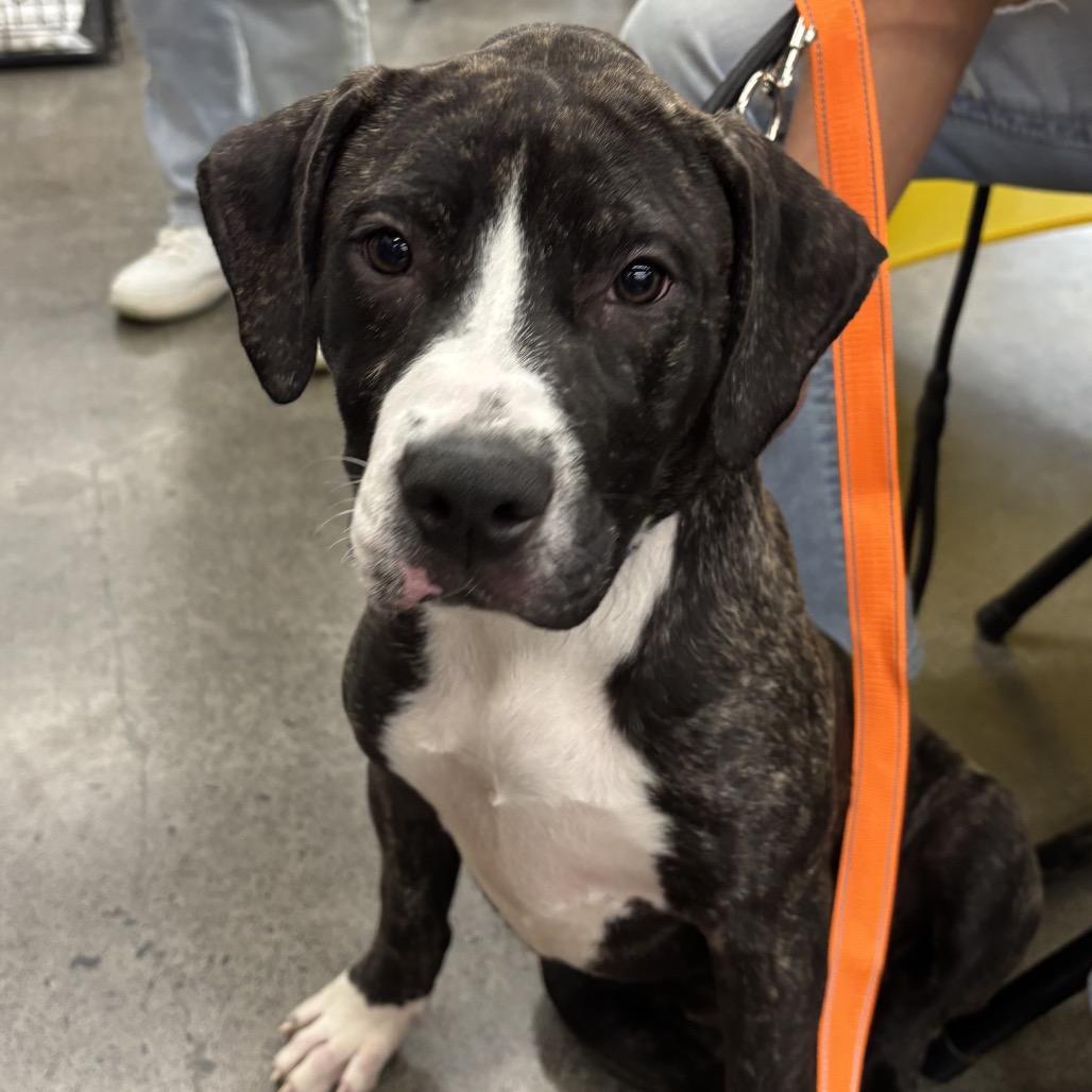 Enlarge Sally, a Adoptable Mixed Breed in Volcano, HI image 2/4