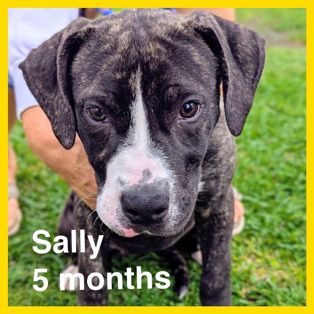 Enlarge Sally, a Adoptable Mixed Breed in Volcano, HI image 3/4