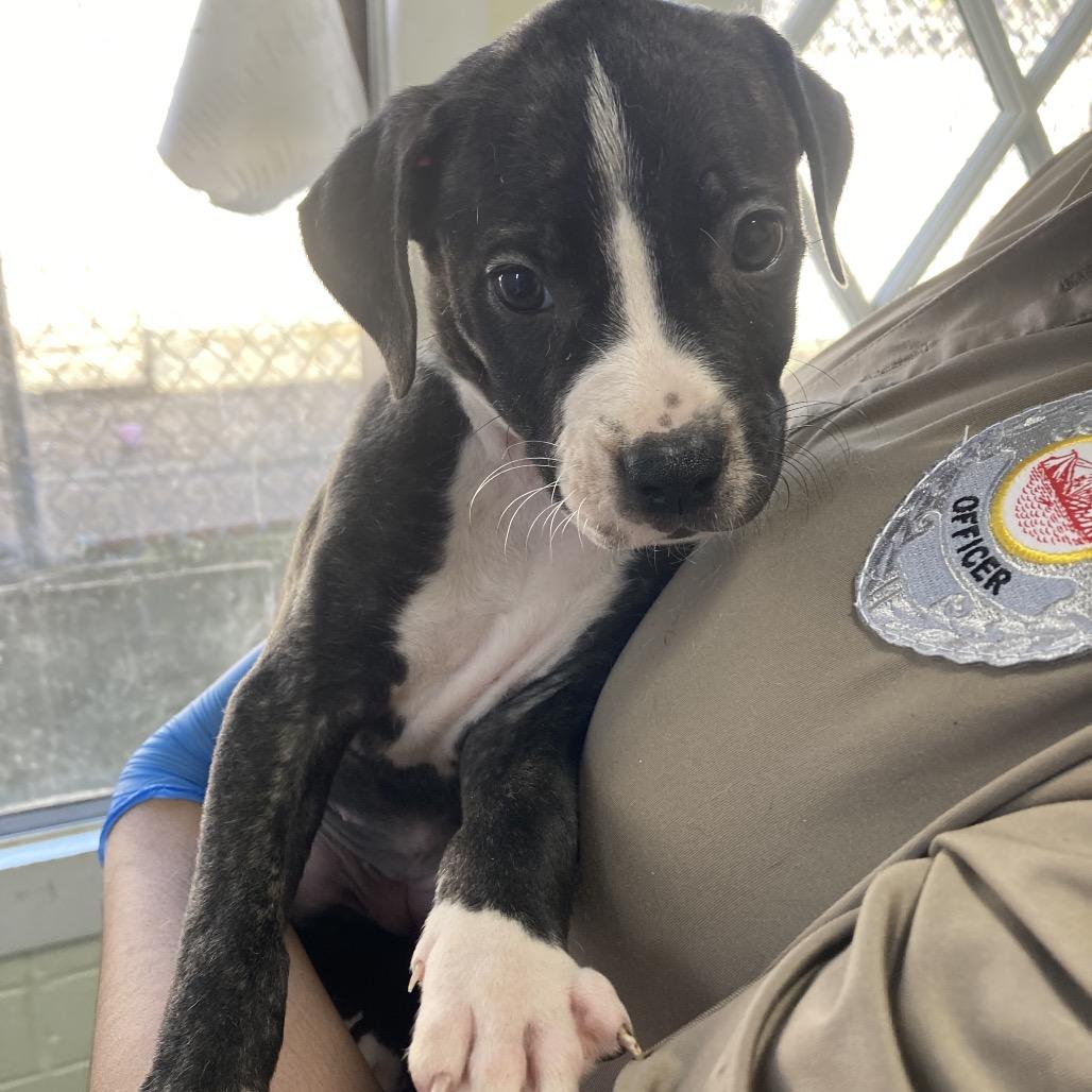 Enlarge Sally, a Adoptable Mixed Breed in Volcano, HI image 4/4