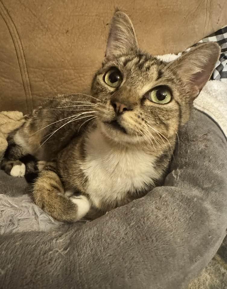 Enlarge Charity, a Adoptable Tabby in Columbia, SC image 1/3