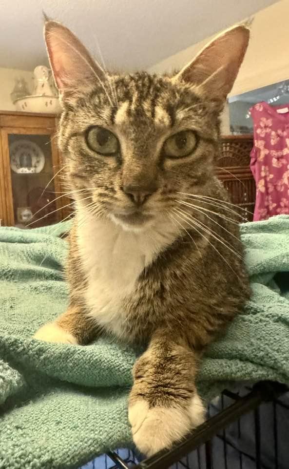 Enlarge Charity, a Adoptable Tabby in Columbia, SC image 2/3