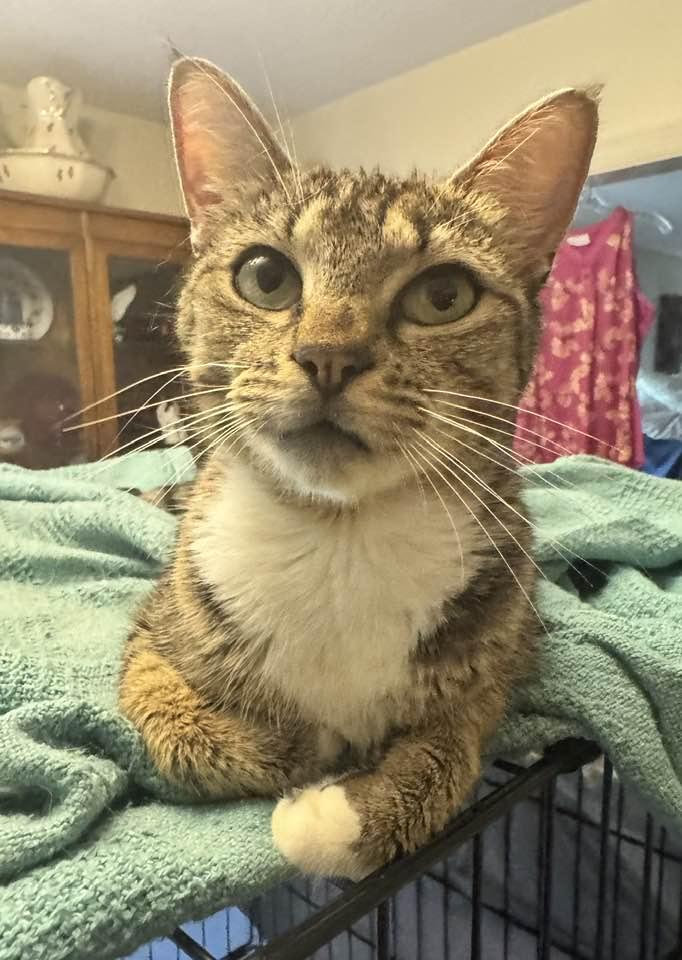 Enlarge Charity, a Adoptable Tabby in Columbia, SC image 3/3