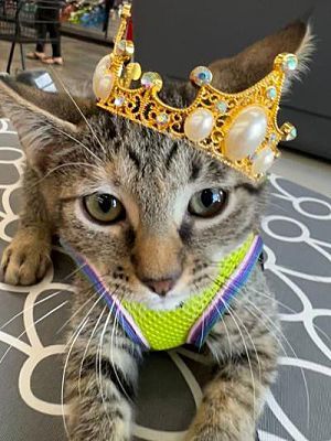 Fallon, Adopted, Kitten Female Domestic Short Hair.