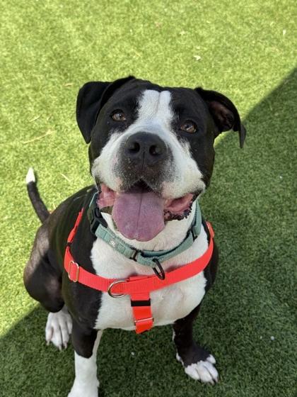 Enlarge Marilyn - 3, a Adoptable mixed breed in Daytona Beach, FL image 1/2