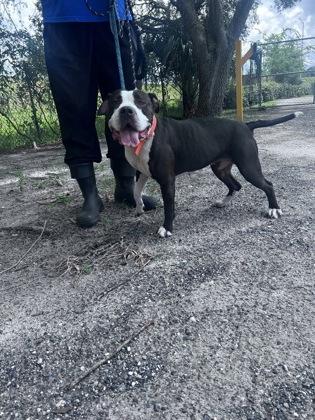Enlarge Marilyn - 3, a Adoptable mixed breed in Daytona Beach, FL image 2/2