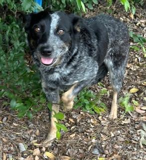 LUNA, ADOPTABLE, Young Female Australian Cattle Dog / Blue Heeler.