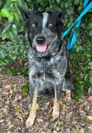 Enlarge LUNA, a ADOPTABLE mixed breed in Bell Gardens, CA image 2/6