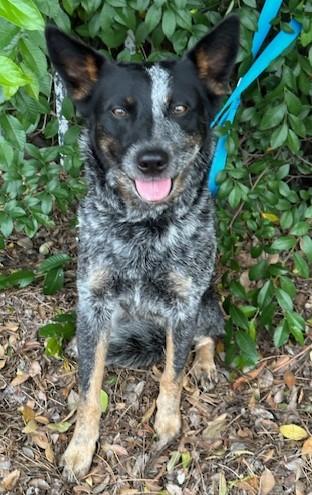 Enlarge LUNA, a ADOPTABLE mixed breed in Bell Gardens, CA image 6/6