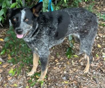 Enlarge LUNA, a ADOPTABLE mixed breed in Bell Gardens, CA image 4/6