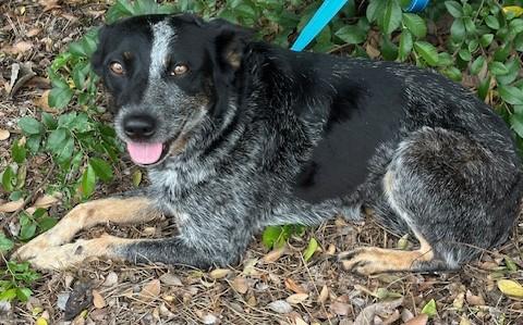 Enlarge LUNA, a ADOPTABLE mixed breed in Bell Gardens, CA image 5/6