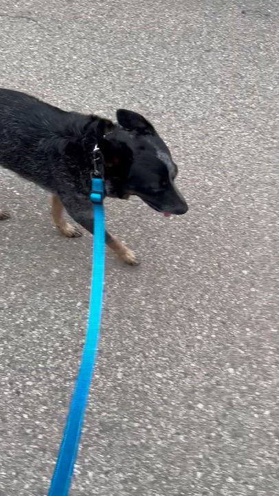 Enlarge LUNA, a ADOPTABLE mixed breed in Bell Gardens, CA video 3/6