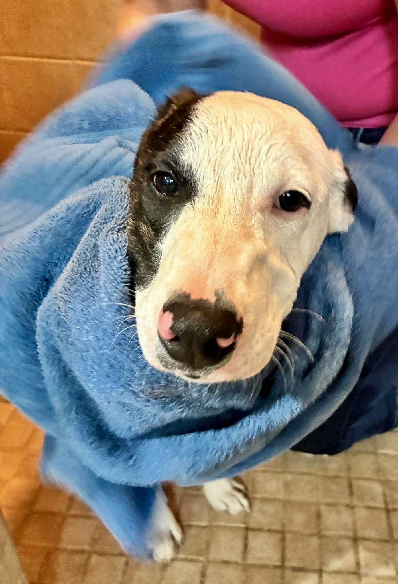 Enlarge Buckle, a Adoptable Plott Hound in Poughkeepsie, NY image 2/6