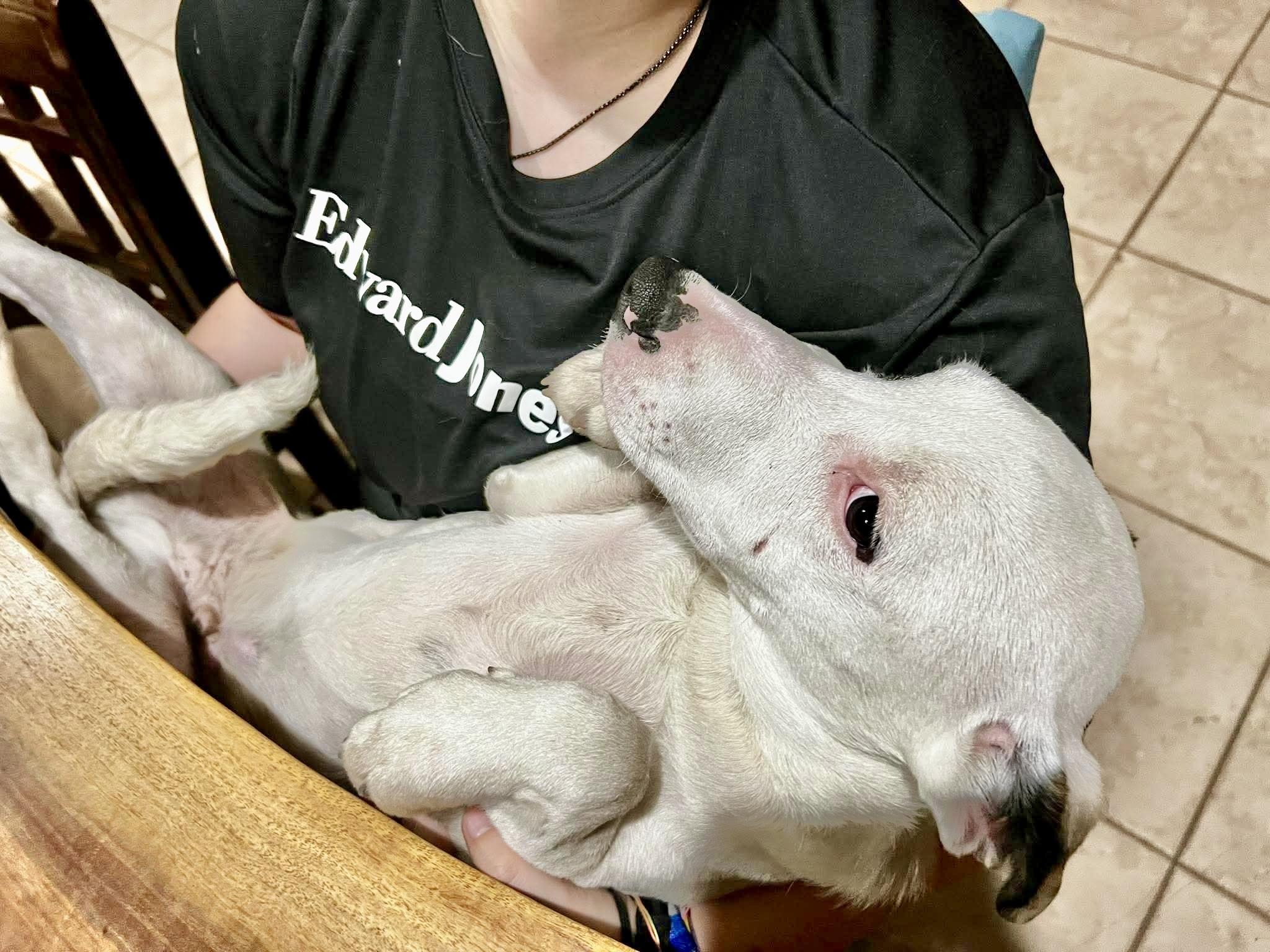Enlarge Buckle, a Adoptable Plott Hound in Poughkeepsie, NY image 6/6