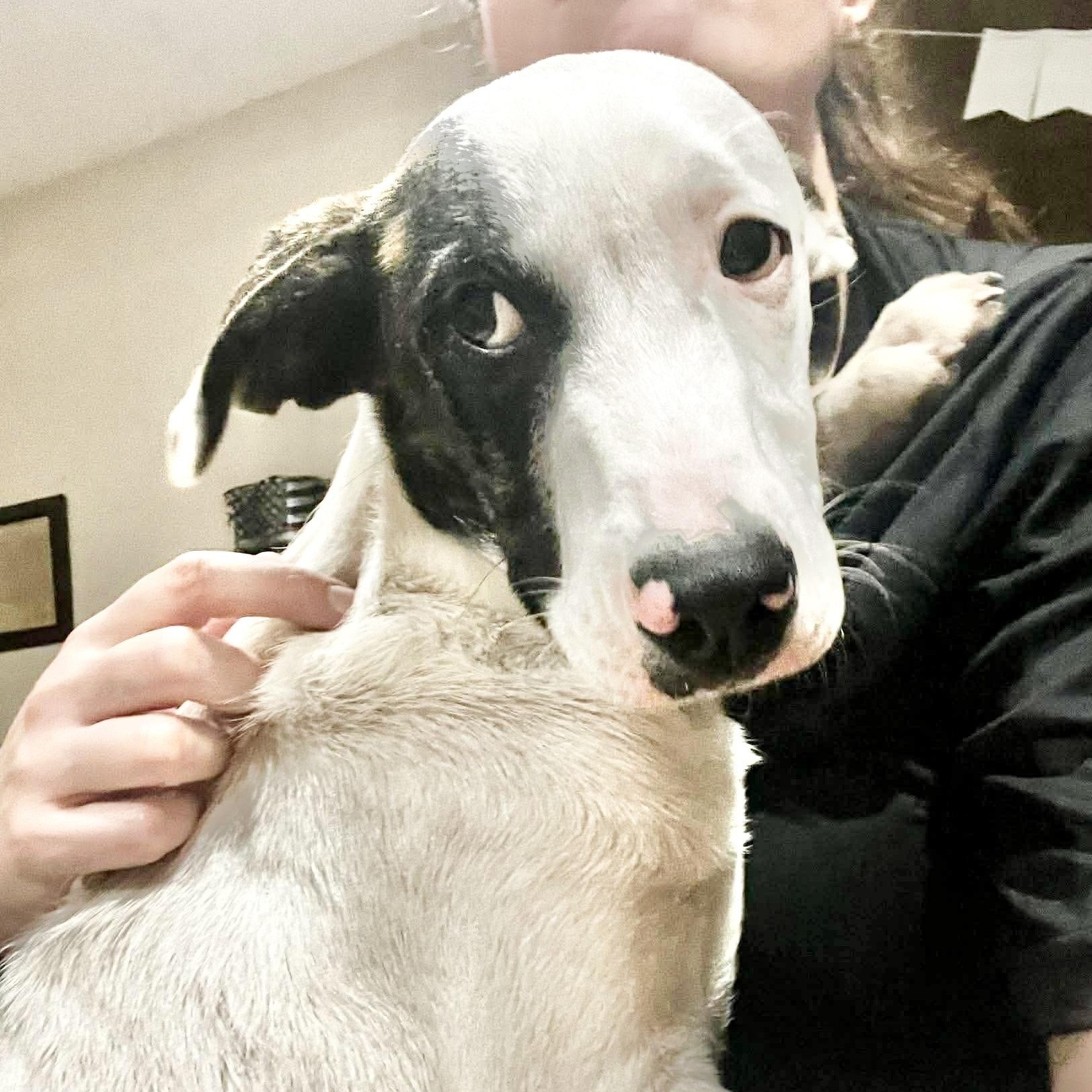 Buckle, Adoptable, Puppy Male Plott Hound.