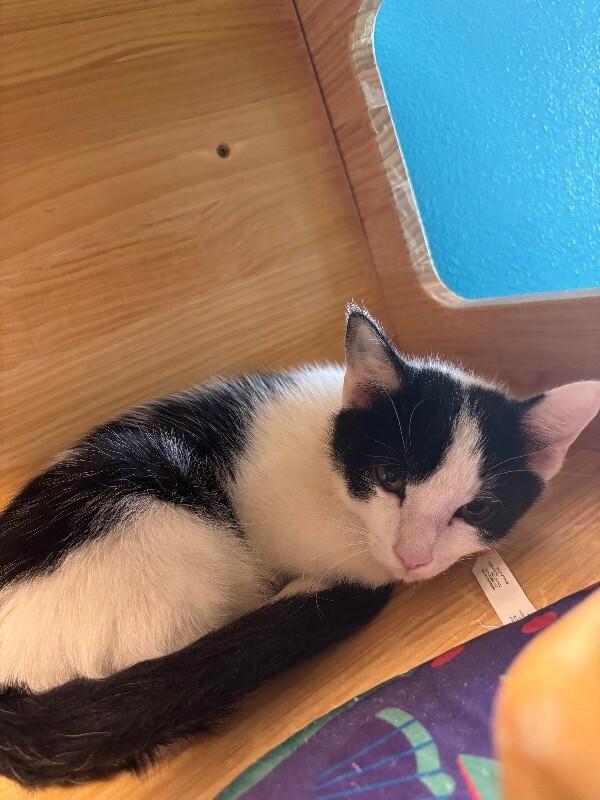 Yang, Adoptable, Young Male Domestic Short Hair.