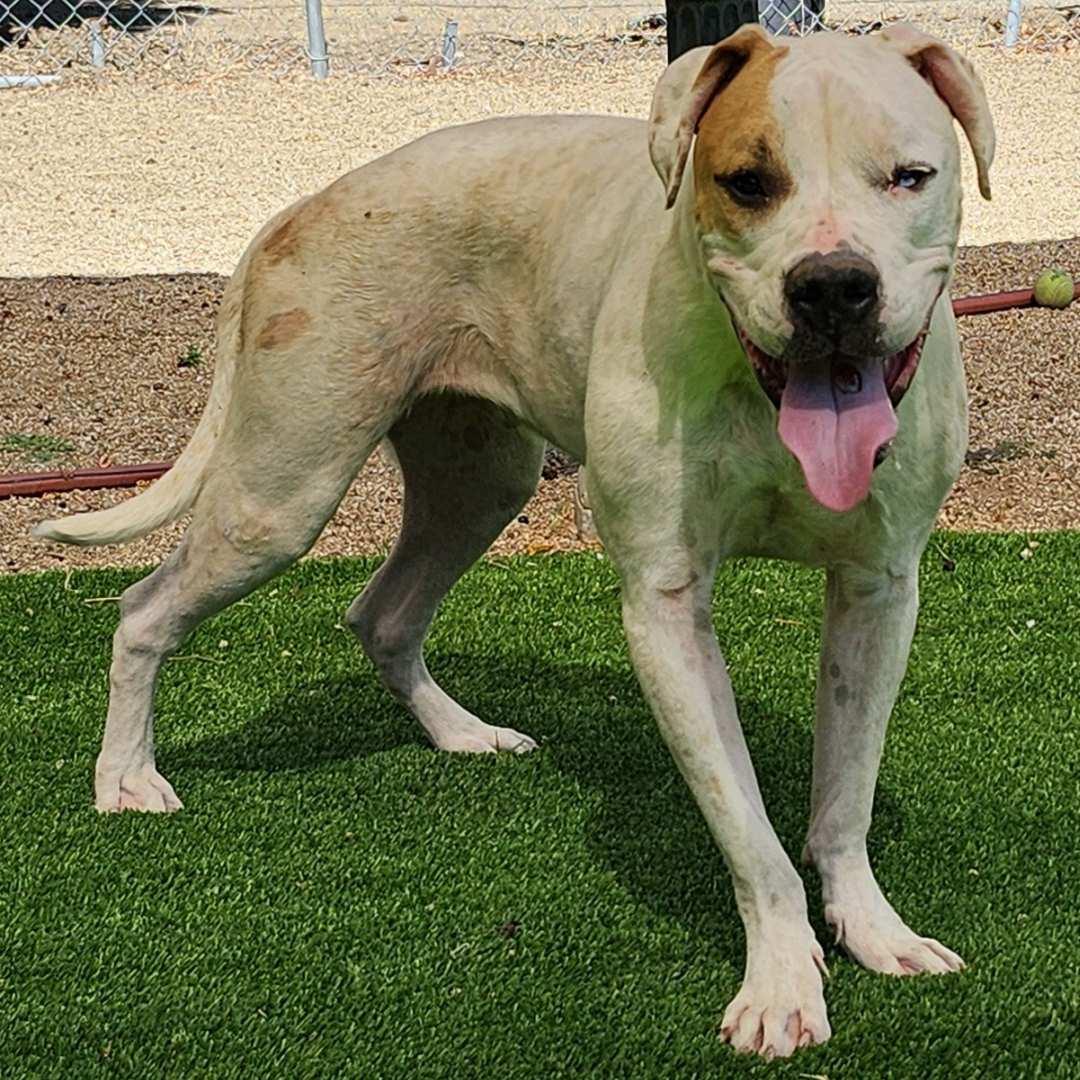 Enlarge Mark, a Adoptable Pit Bull Terrier in Burbank, CA image 1/4