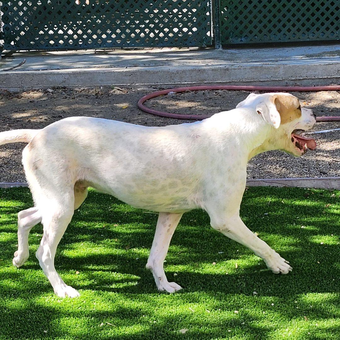 Enlarge Mark, a Adoptable Pit Bull Terrier in Burbank, CA image 2/4