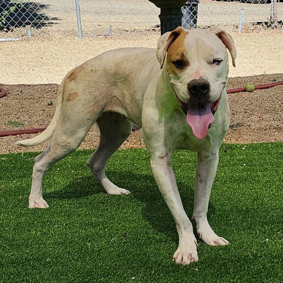 Enlarge Mark, a Adoptable Pit Bull Terrier in Burbank, CA image 4/4