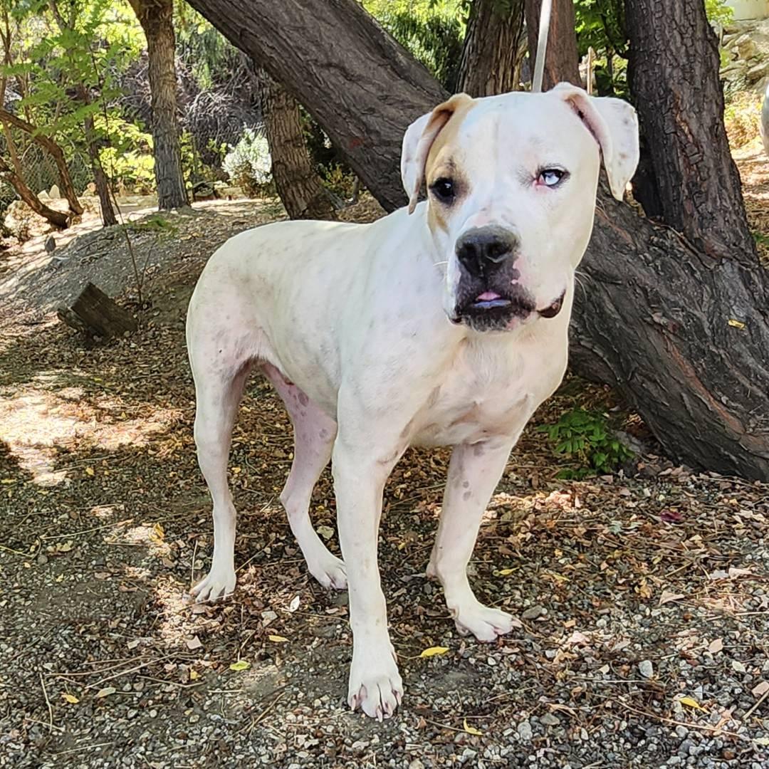 Enlarge Mark, a Adoptable Pit Bull Terrier in Burbank, CA image 3/4