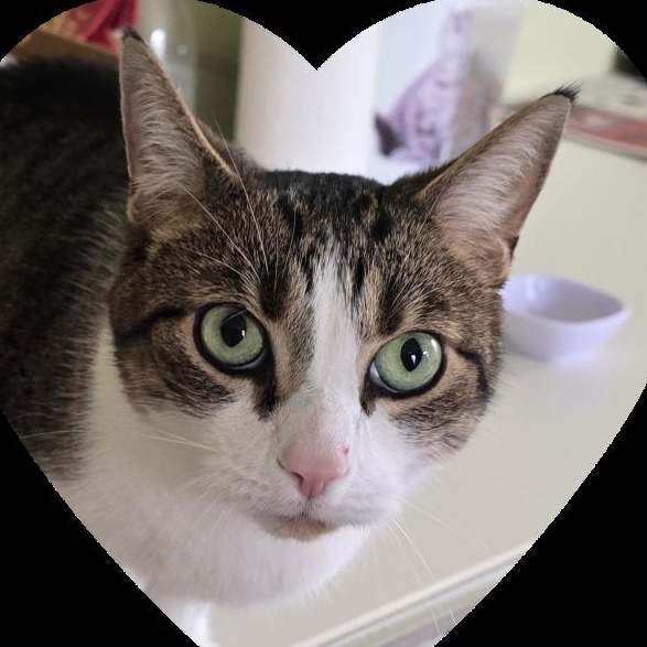 Enlarge AJ, a ADOPTABLE Domestic Short Hair in Guelph, ON image 6/6