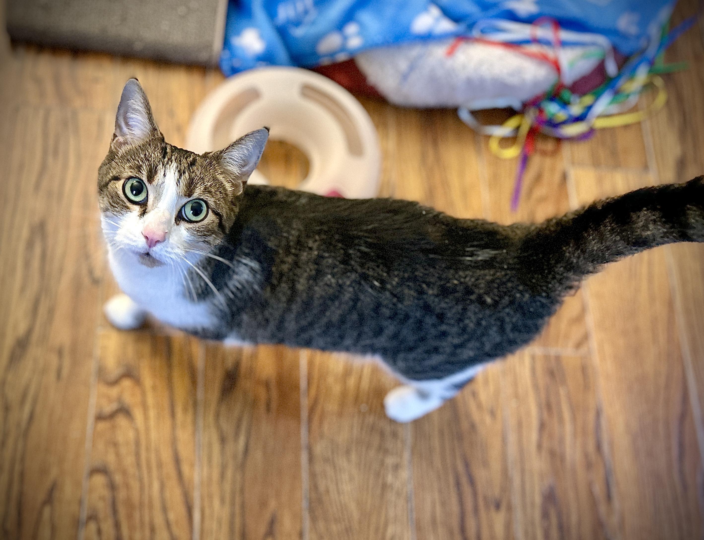 Enlarge AJ, a ADOPTABLE Domestic Short Hair in Guelph, ON image 5/6