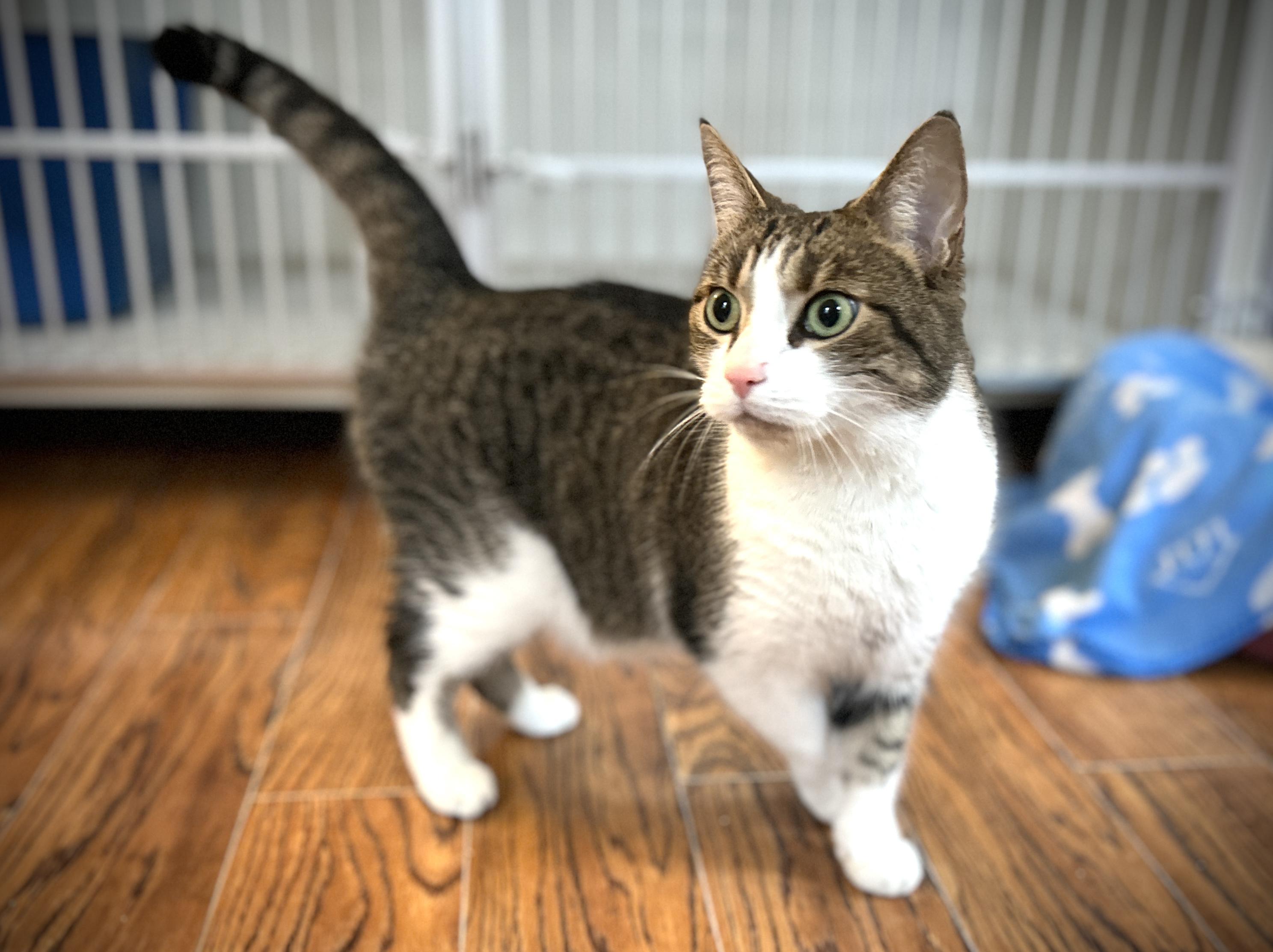 Enlarge AJ, a ADOPTABLE Domestic Short Hair in Guelph, ON image 2/6