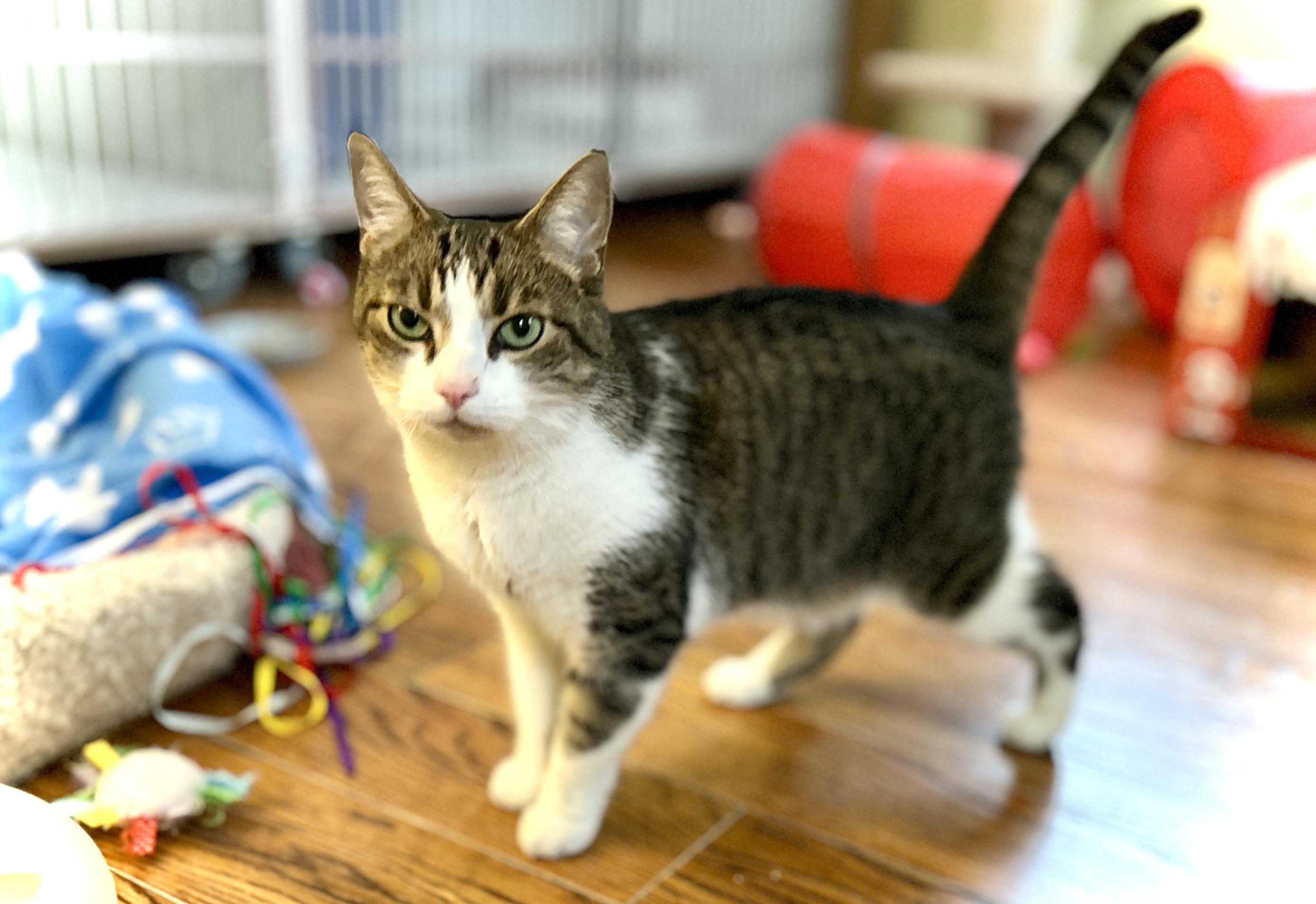 Enlarge AJ, a ADOPTABLE Domestic Short Hair in Guelph, ON image 3/6