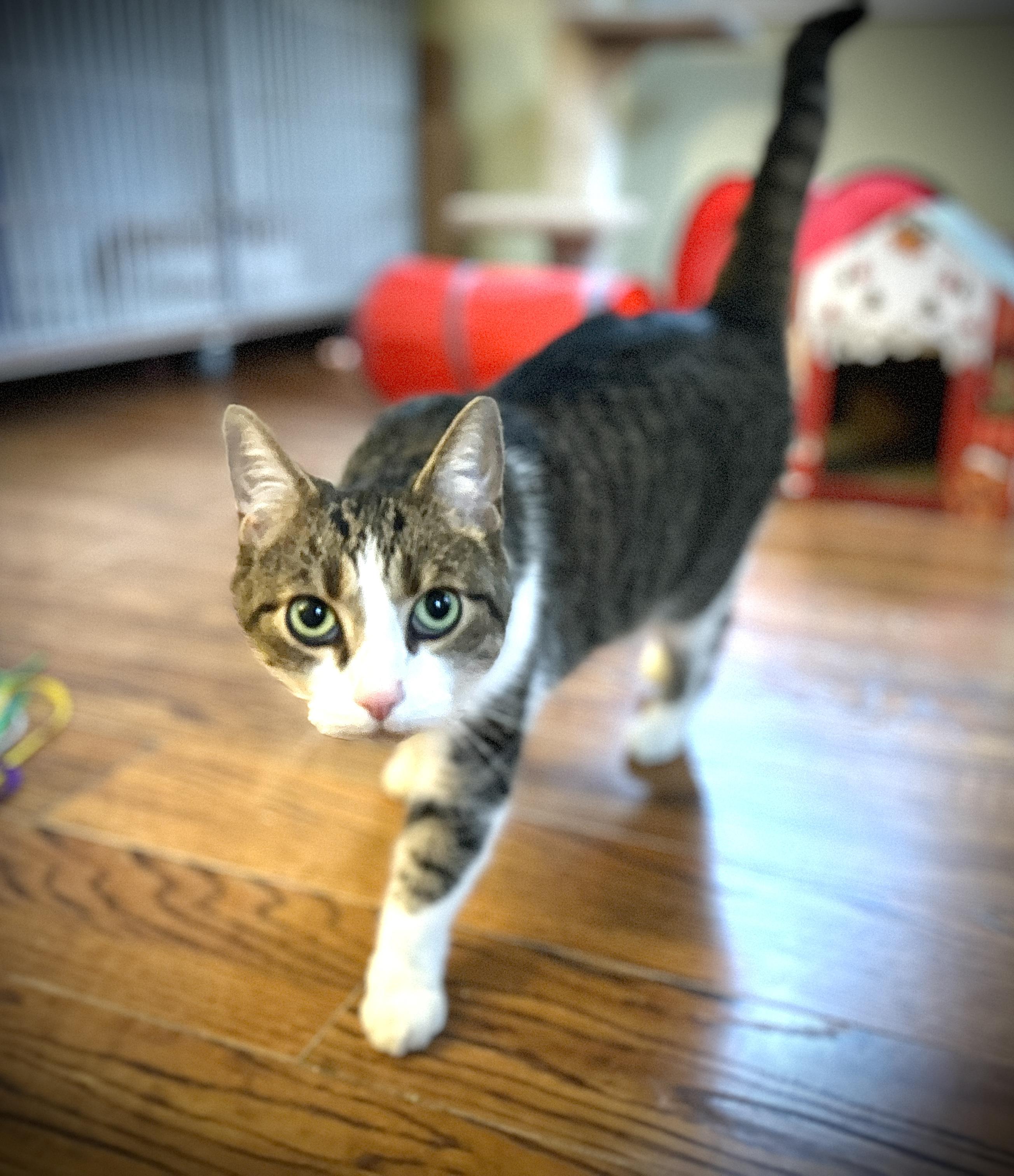 Enlarge AJ, a ADOPTABLE Domestic Short Hair in Guelph, ON image 4/6