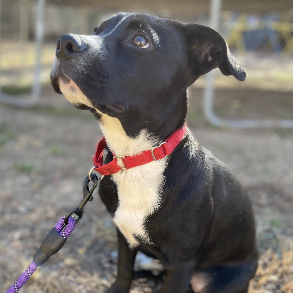 Henry, Adoptable, Puppy Male Terrier & Mixed Breed.