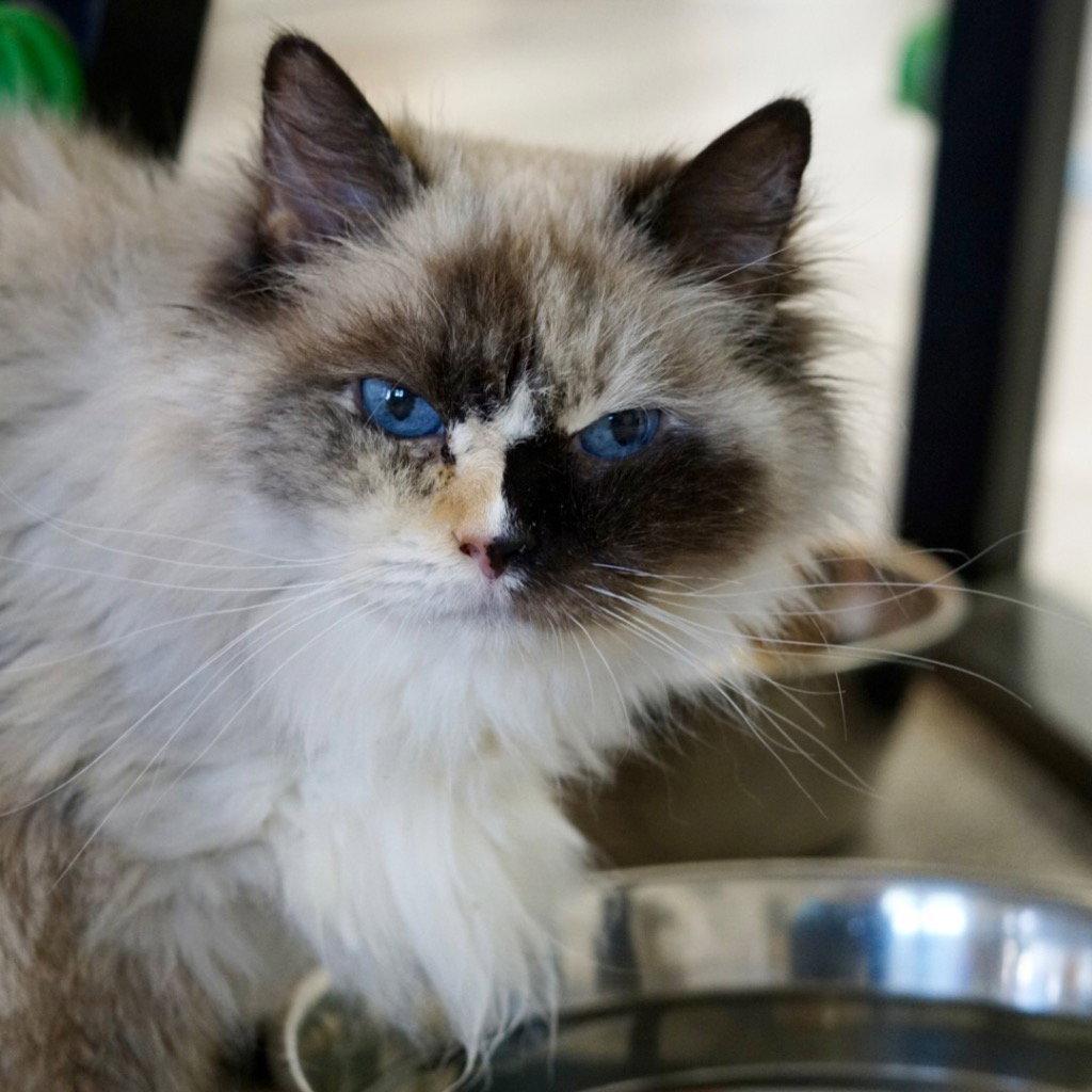 Enlarge Autumn, a Adoptable mixed breed in Saint George, UT image 1/3