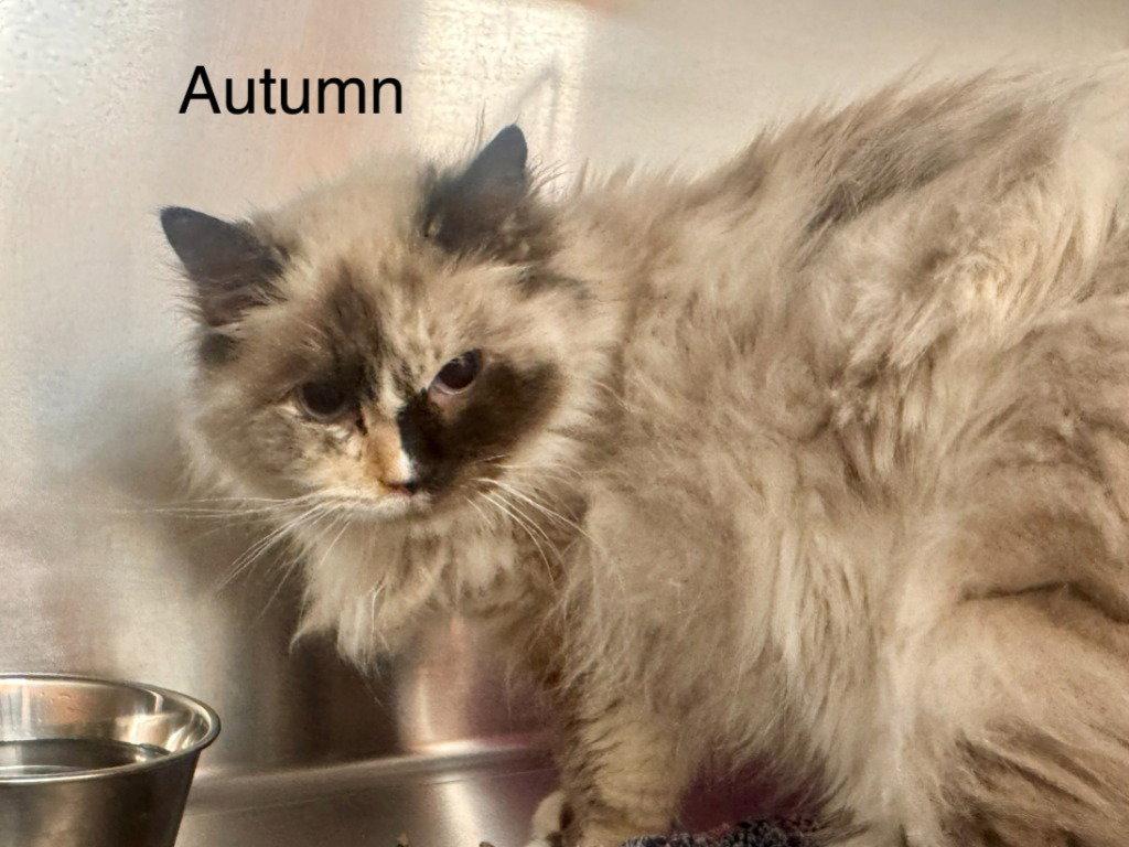 Enlarge Autumn, a Adoptable mixed breed in Saint George, UT image 2/3