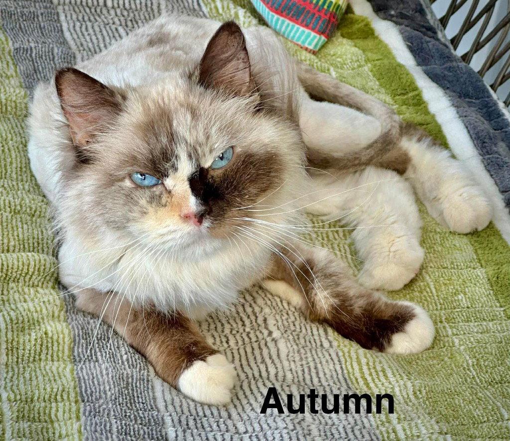 Enlarge Autumn, a Adoptable mixed breed in Saint George, UT image 3/3