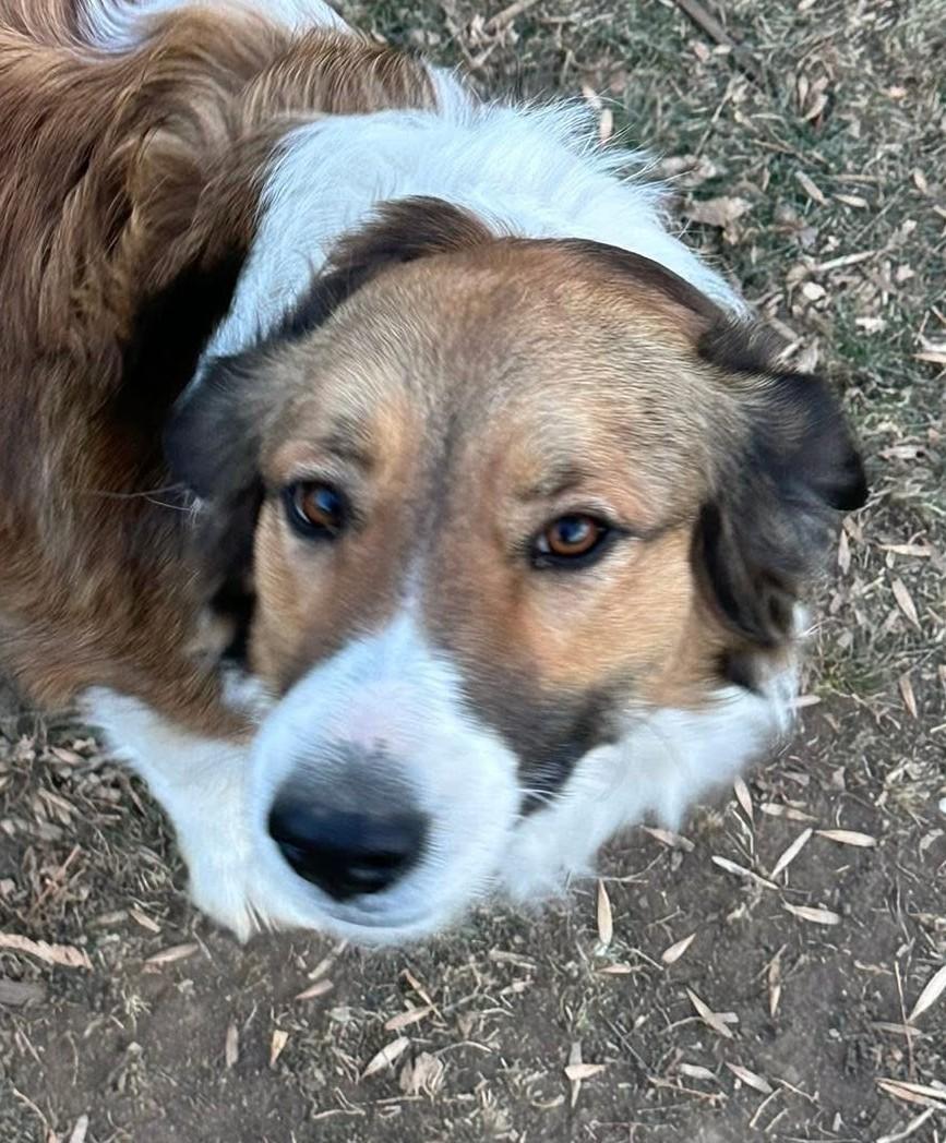 Enlarge Annie, a other mixed breed in Greeley, CO image 3/3