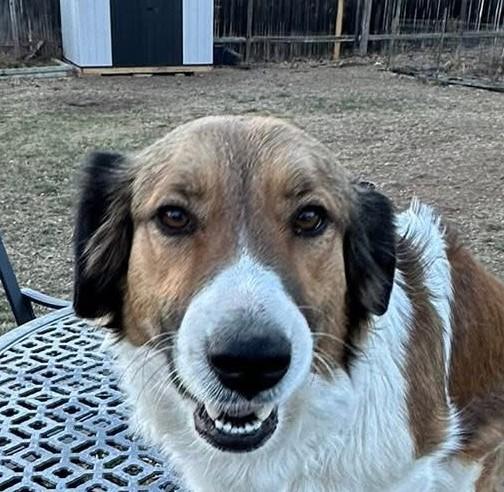 Enlarge Annie, a other mixed breed in Greeley, CO image 1/3