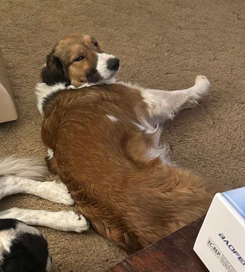 Enlarge Annie, a other mixed breed in Greeley, CO image 2/3