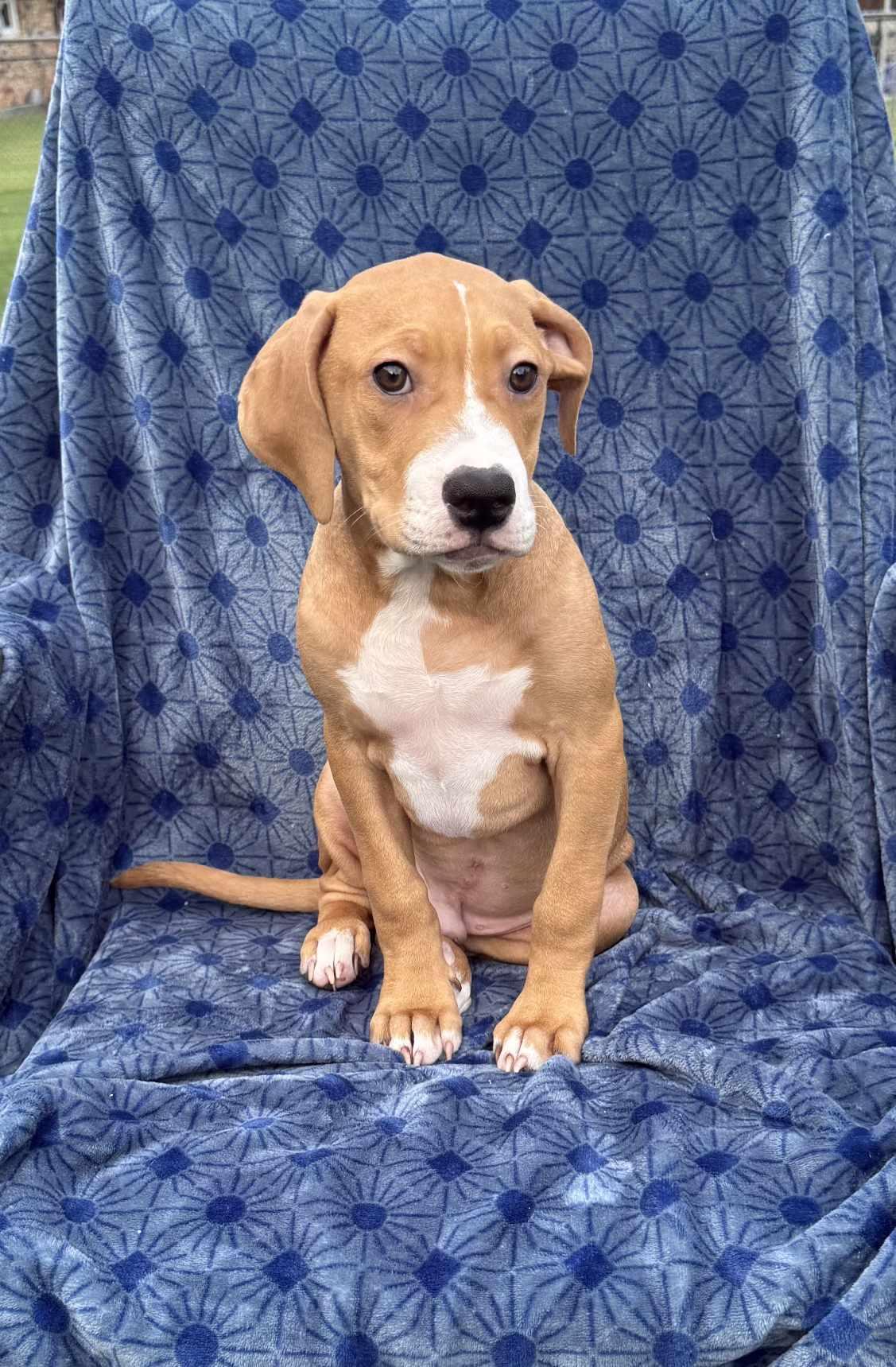 Penelope