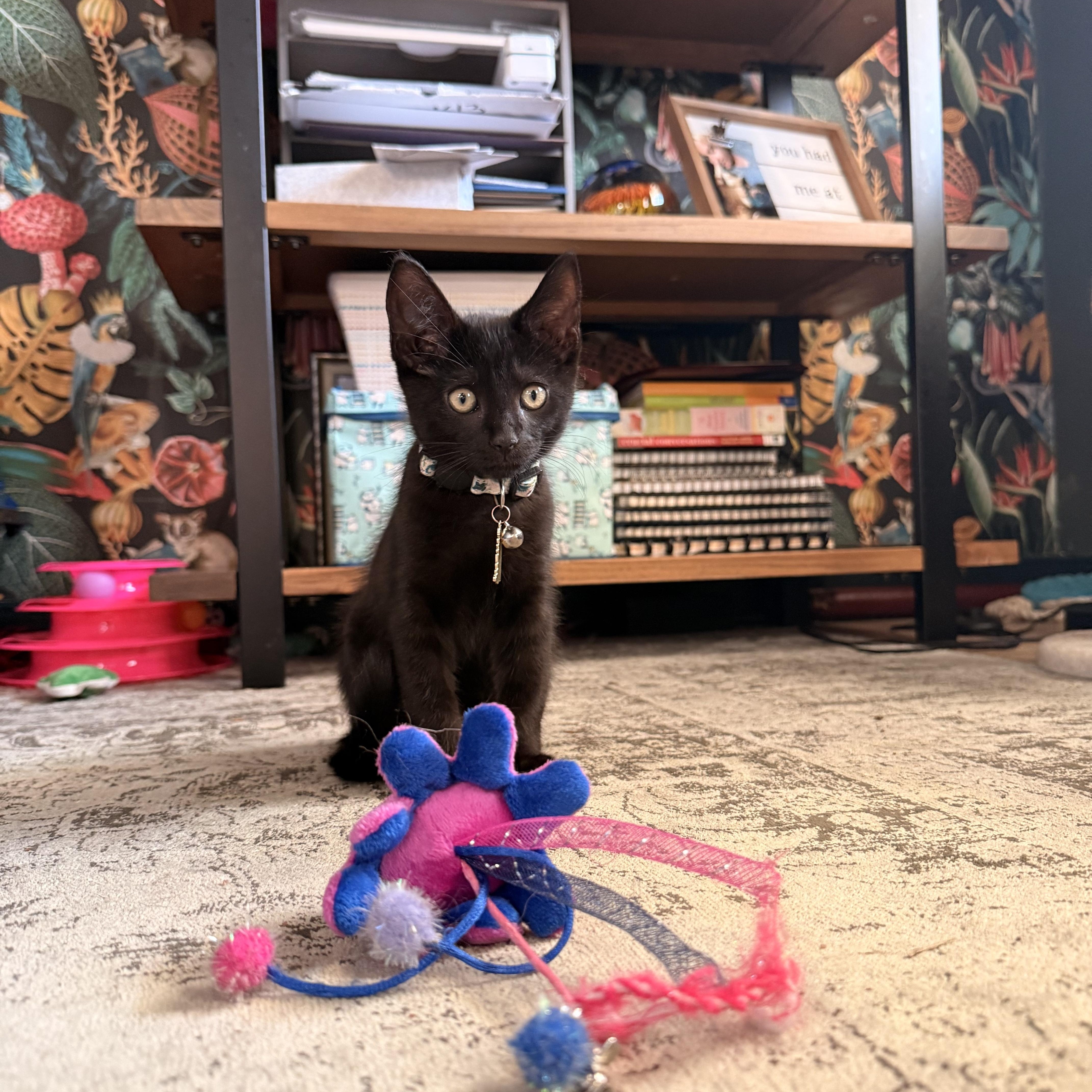 Enlarge McSteamy, a ADOPTABLE Domestic Short Hair in Petersburg, VA image 3/6