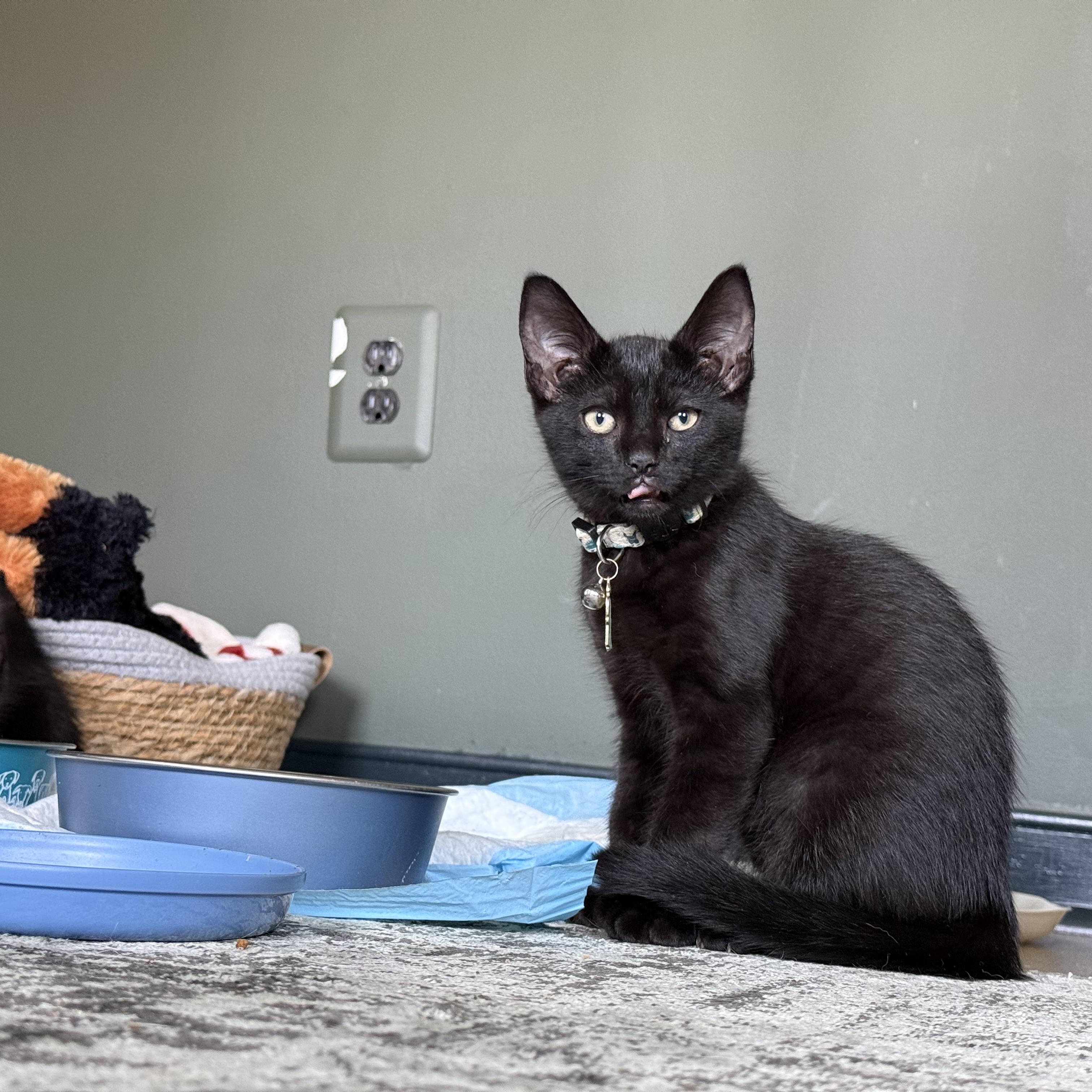 Enlarge McSteamy, a ADOPTABLE Domestic Short Hair in Petersburg, VA image 2/6