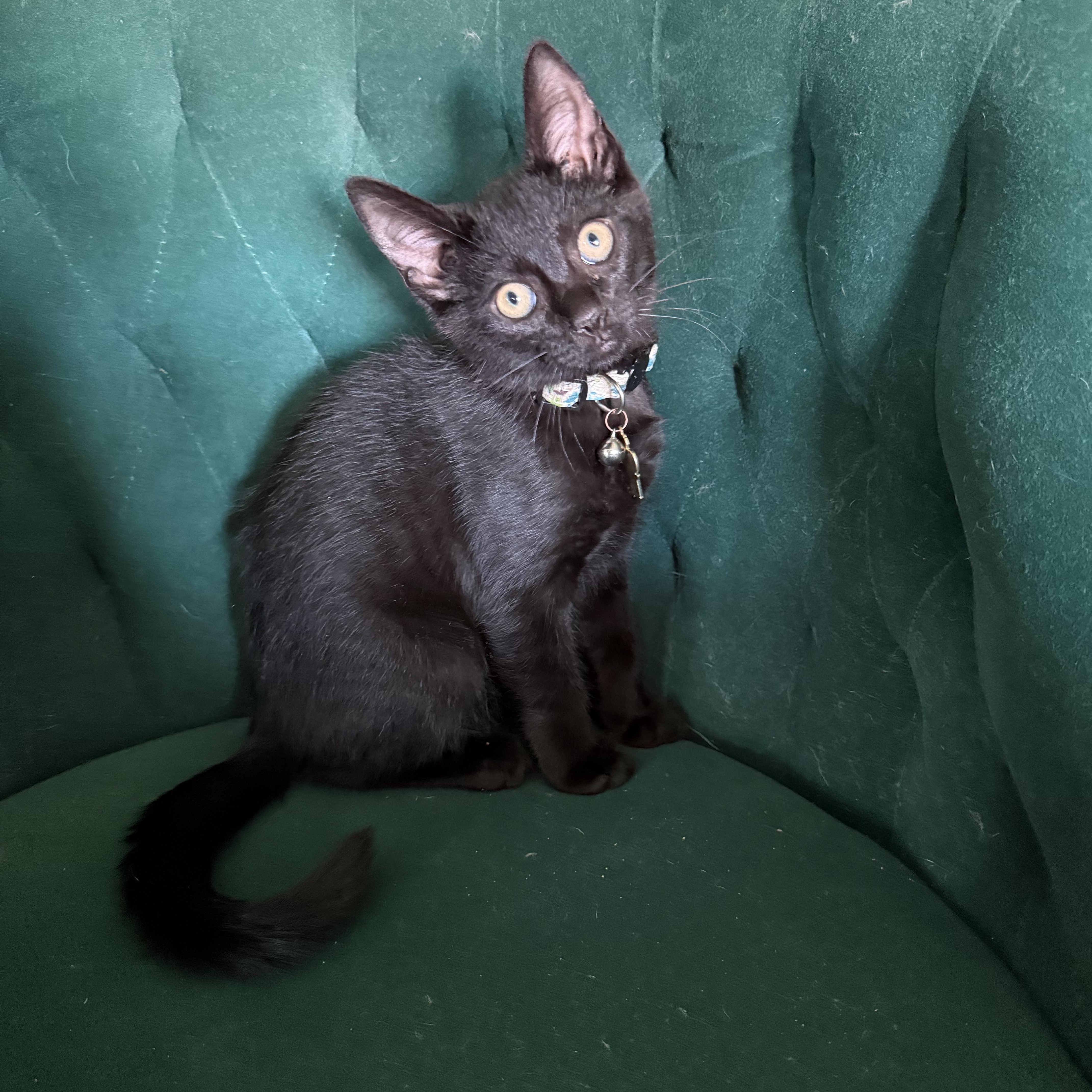 Enlarge McSteamy, a ADOPTABLE Domestic Short Hair in Petersburg, VA image 4/6