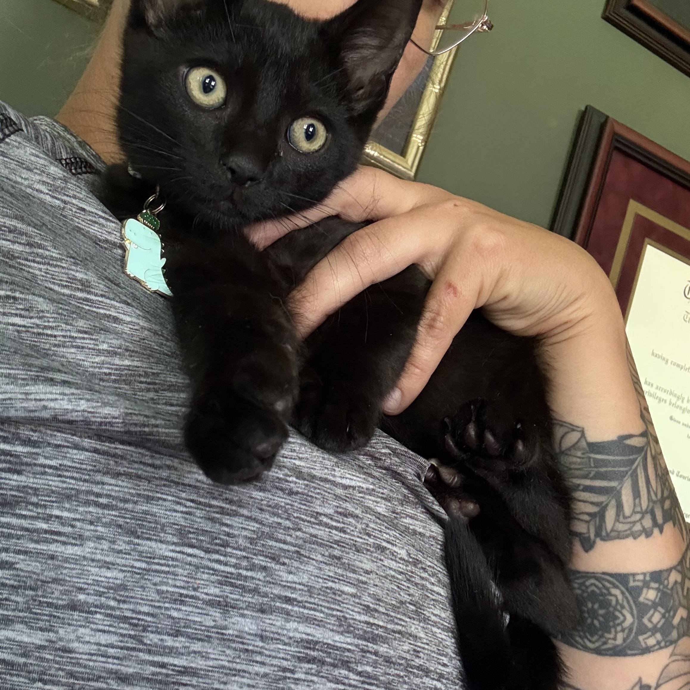 Enlarge McSteamy, a ADOPTABLE Domestic Short Hair in Petersburg, VA image 6/6
