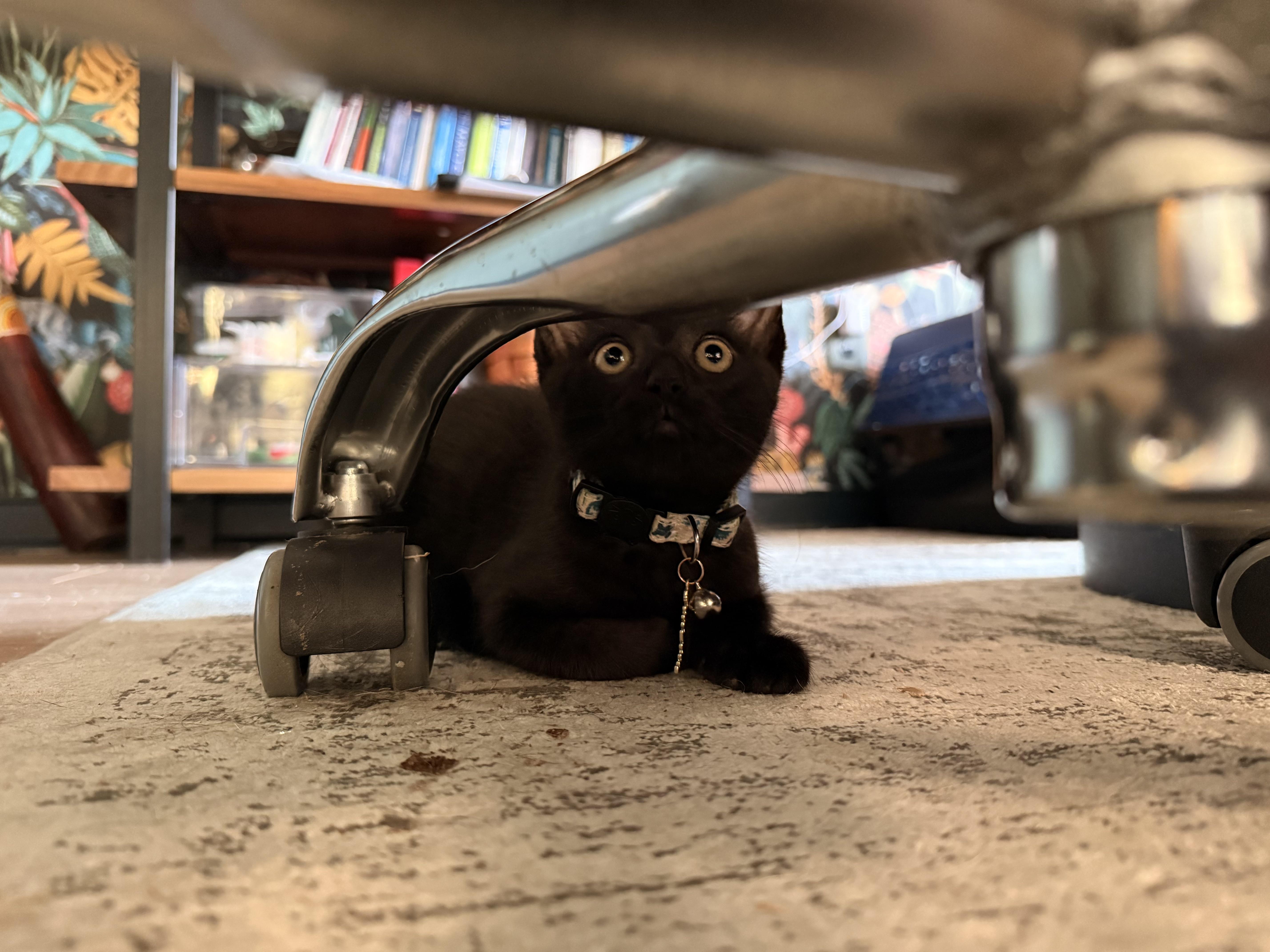 McSteamy, ADOPTABLE, Kitten Male Domestic Short Hair.