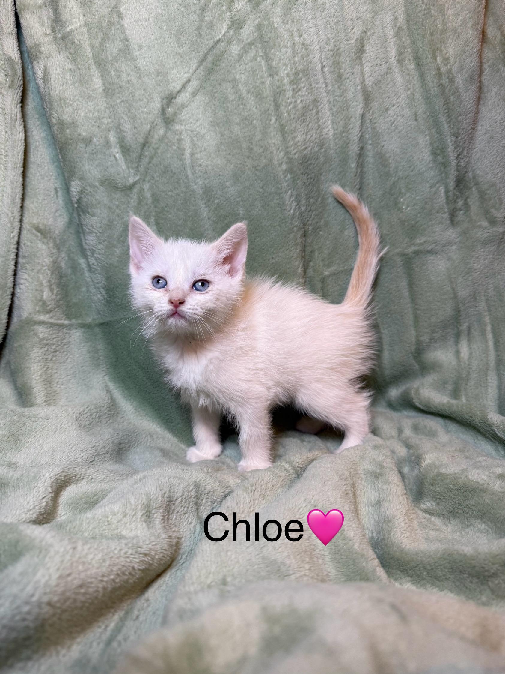 Chloe, Baby Female Domestic Long Hair