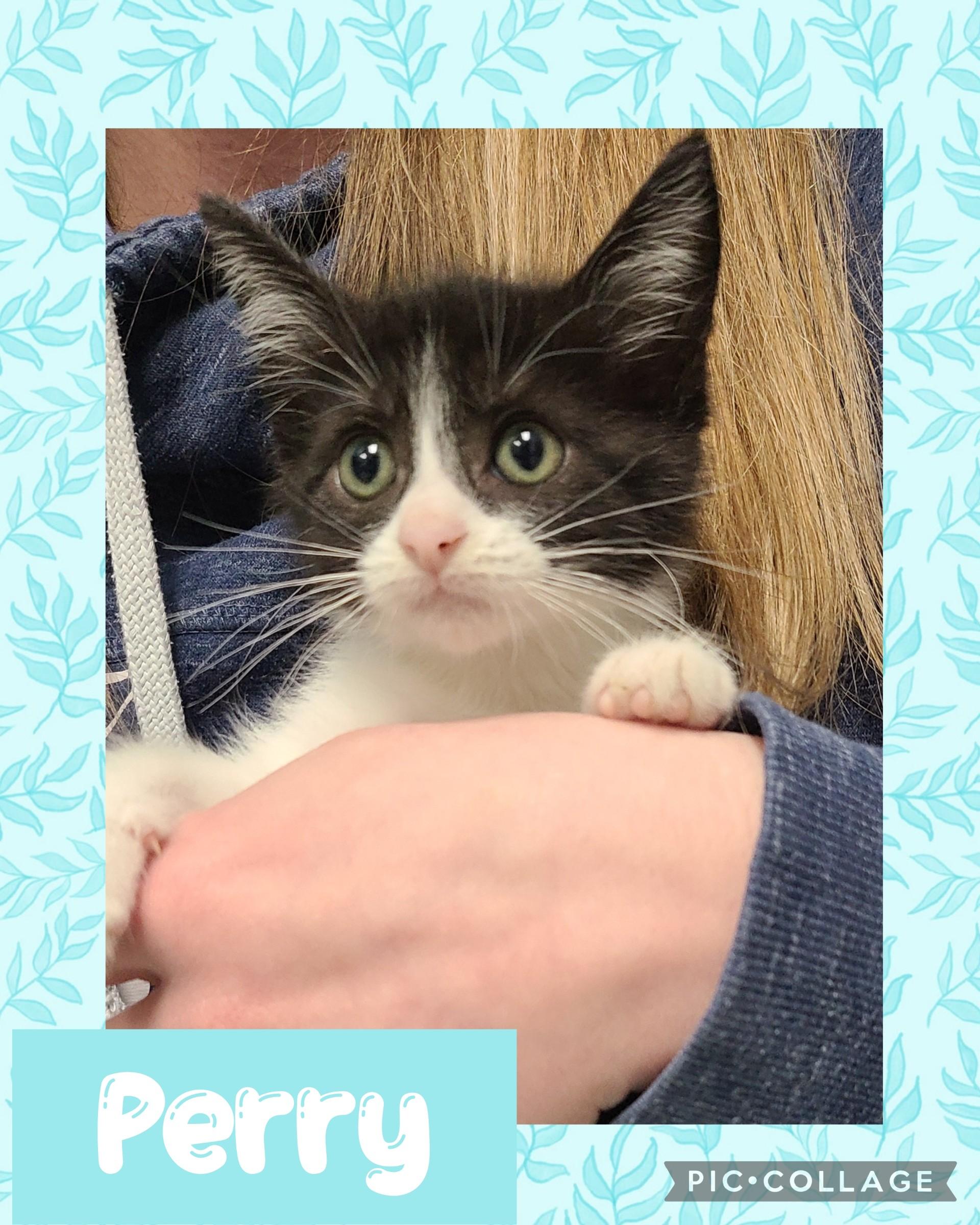 Perry, an adoptable Domestic Short Hair in Iron River, MI, 49935 | Photo Image 1