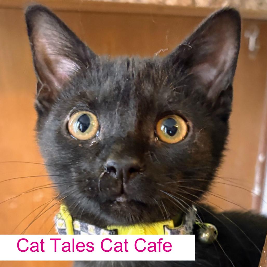 Enlarge Mayor, a Adoptable Domestic Short Hair in Chapel Hill, NC image 1/3