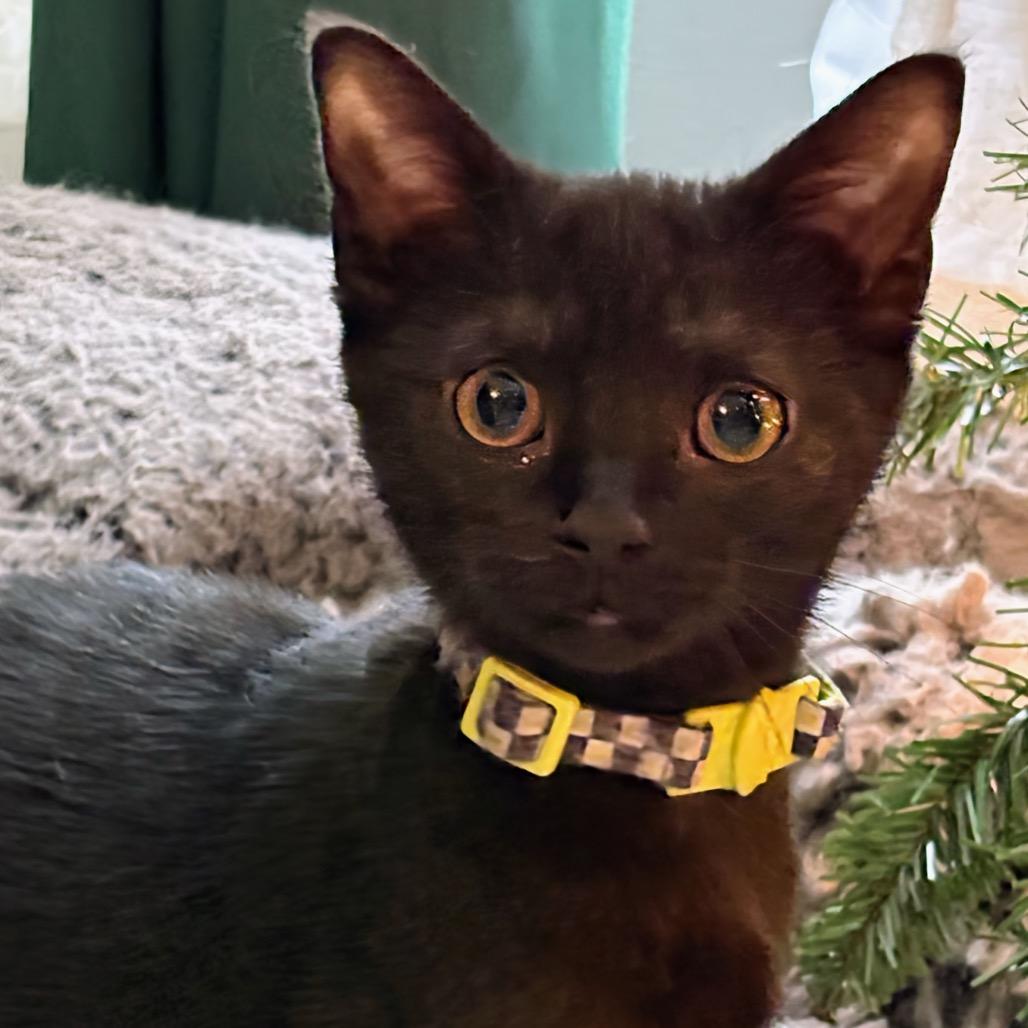 Enlarge Mayor, a Adoptable Domestic Short Hair in Chapel Hill, NC image 2/3