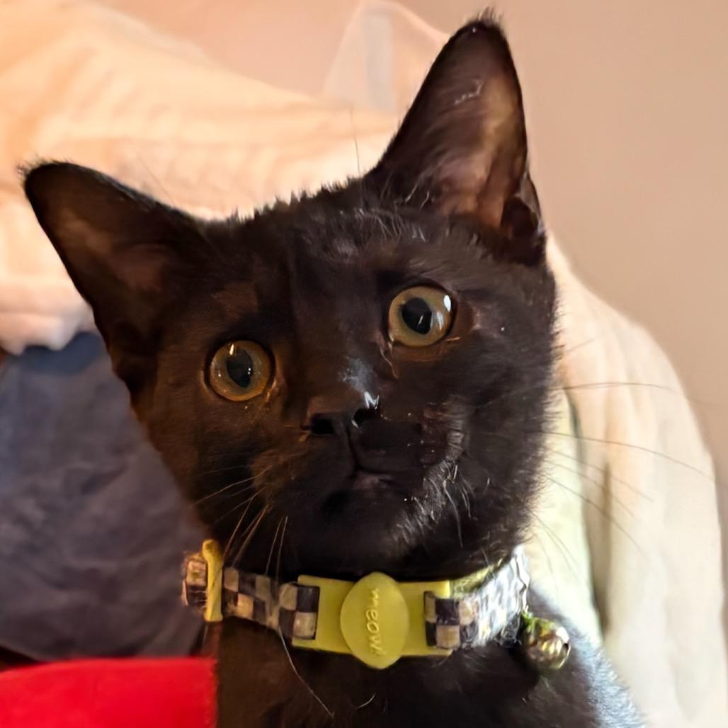 Enlarge Mayor, a Adoptable Domestic Short Hair in Chapel Hill, NC image 3/3