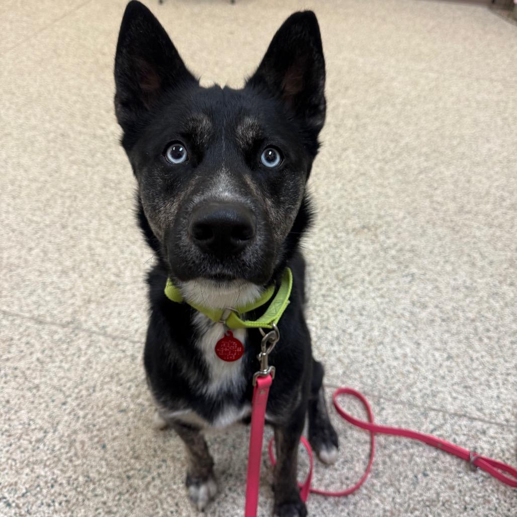 Arno, Adoptable, Adult Male Husky & German Shepherd Dog.