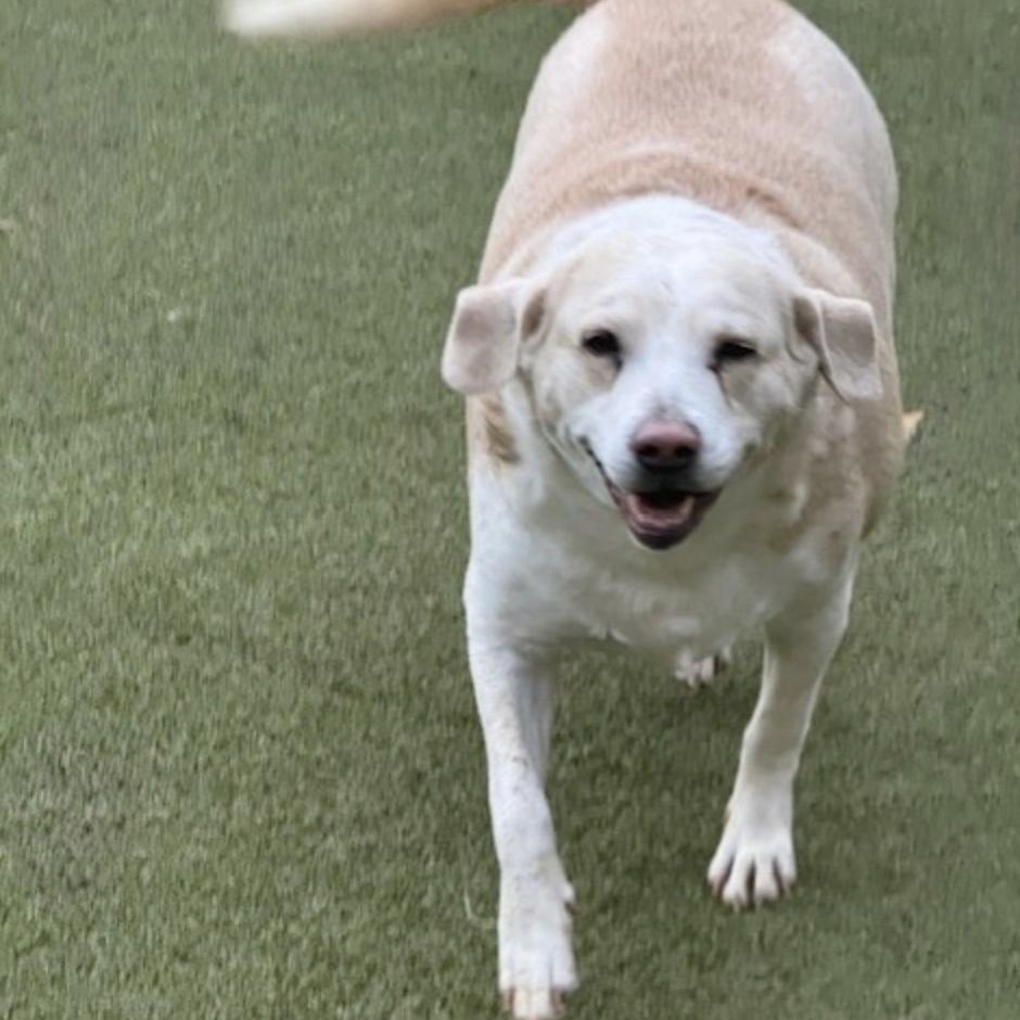 Enlarge MARGARITA, a Adoptable mixed breed in middlefield, CT image 4/5